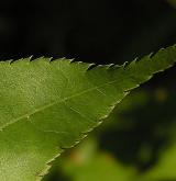 javor dlanitolistý <i>(Acer palmatum)</i> / List