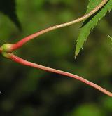 javor dlanitolistý <i>(Acer palmatum)</i> / Větve a pupeny