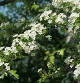 hloh jednosemenný <i>(Crataegus monogyna)</i> / Květ/Květenství