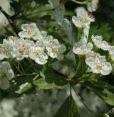 hloh jednosemenný <i>(Crataegus monogyna)</i> / Květ/Květenství