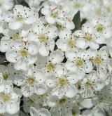 hloh jednosemenný <i>(Crataegus monogyna)</i> / Květ/Květenství