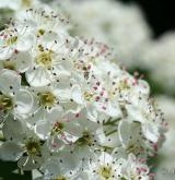 hloh jednosemenný <i>(Crataegus monogyna)</i> / Květ/Květenství