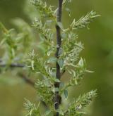 vrba plazivá <i>(Salix repens)</i> / Květ/Květenství