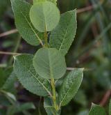 vrba hrotolistá <i>(Salix hastata)</i> / List