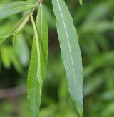 vrba sachalinská <i>(Salix udensis)</i> / 
