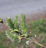 vrba ušatá <i>(Salix aurita)</i> / Květ/Květenství