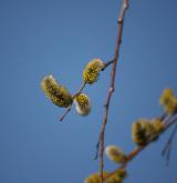 vrba špičatolistá <i>(Salix acutifolia)</i> / Květ/Květenství