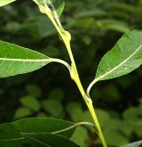 vrba lýkovcová <i>(Salix daphnoides)</i> / Stonek