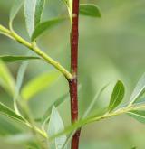 vrba lýkovcová <i>(Salix daphnoides)</i> / Stonek
