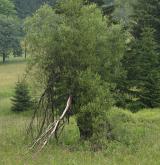vrba lýkovcová <i>(Salix daphnoides)</i> / Habitus