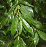 vrba lýkovcová <i>(Salix daphnoides)</i>