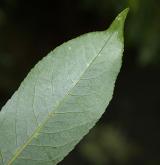 vrba lýkovcová <i>(Salix daphnoides)</i> / List