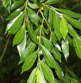 vrba lýkovcová <i>(Salix daphnoides)</i> / List