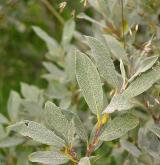vrba laponská <i>(Salix lapponum)</i> / List