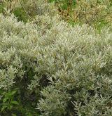 vrba laponská <i>(Salix lapponum)</i> / Habitus