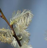 vrba jíva <i>(Salix caprea)</i>