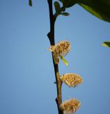 vrba velkolistá <i>(Salix appendiculata)</i> / Květ/Květenství
