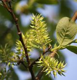 vrba velkolistá <i>(Salix appendiculata)</i> / Habitus