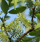 vrba velkolistá <i>(Salix appendiculata)</i> / Habitus