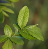 vrba velkolistá <i>(Salix appendiculata)</i> / List