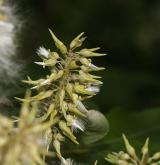 vrba velkolistá <i>(Salix appendiculata)</i> / Plod