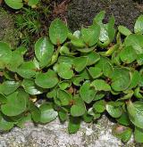 vrba bylinná <i>(Salix herbacea)</i> / Habitus