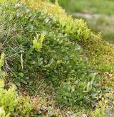 vrba bylinná <i>(Salix herbacea)</i> / Porost
