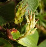 vrba bylinná <i>(Salix herbacea)</i> / Plod