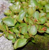 vrba bylinná <i>(Salix herbacea)</i> / Plod