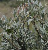 vrba laponská <i>(Salix lapponum)</i> / Habitus