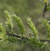 vrba popelavá <i>(Salix cinerea)</i> / Květ/Květenství