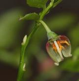 brusnice borůvka <i>(Vaccinium myrtillus)</i> / Květ/Květenství