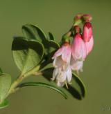 brusnice brusinka <i>(Vaccinium vitis-idaea)</i> / Květ/Květenství