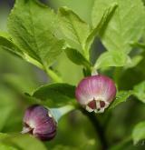 brusnice borůvka <i>(Vaccinium myrtillus)</i> / Květ/Květenství