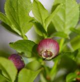 brusnice borůvka <i>(Vaccinium myrtillus)</i>