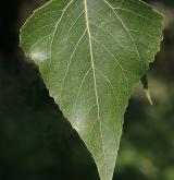 topol černý <i>(Populus nigra)</i> / List