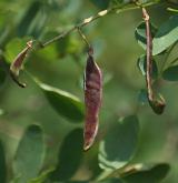trnovník akát <i>(Robinia pseudoacacia)</i> / Plod