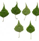 bříza topololistá <i>(Betula populifolia)</i> / List