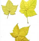 ostružiník vonný <i>(Rubus odoratus)</i> / List